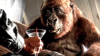 My Gorilla can have a martini to calm down | Congo | CLIP
Well at least he chose to raise a gorilla and not a child
โ๏ธ Follow us on Facebook โค https://www.facebook.com/204568612956950
๐ฅ Buy or rent the full movie NOW โค https://www.amazon.co.uk/gp/video/detail/B081DB1PXS/ref=atv_dp_share_cu_r
๐ Watch full movies in english Here โค https://www.youtube.com/playlist?list=PL7HCQoP0BiAhDwqgHebTOLnCwfzQHu9_B
Movie Title: Congo
ยฉ Paramount Pictures
#BoxofficeMovies #GreatMoments My Gorilla can have a martini to calm down | Congo | CLIP