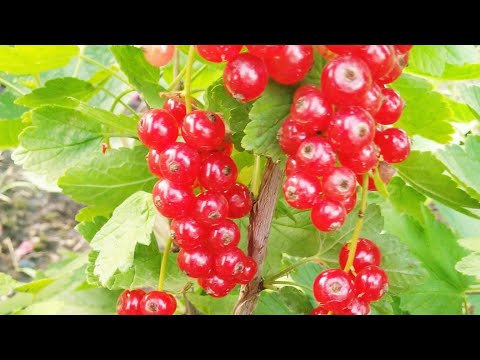 Красная смородина,обзор по сортам.