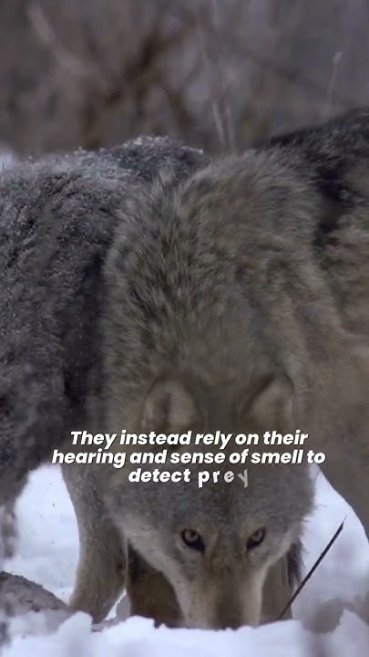 Grey Wolf 🐺 The Elegant Predators and Highly Social Animals 🐕 Gray