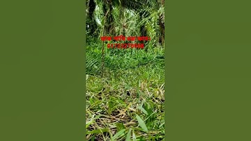 waterhen bird trap easy handing.ruak ruak bird trap.