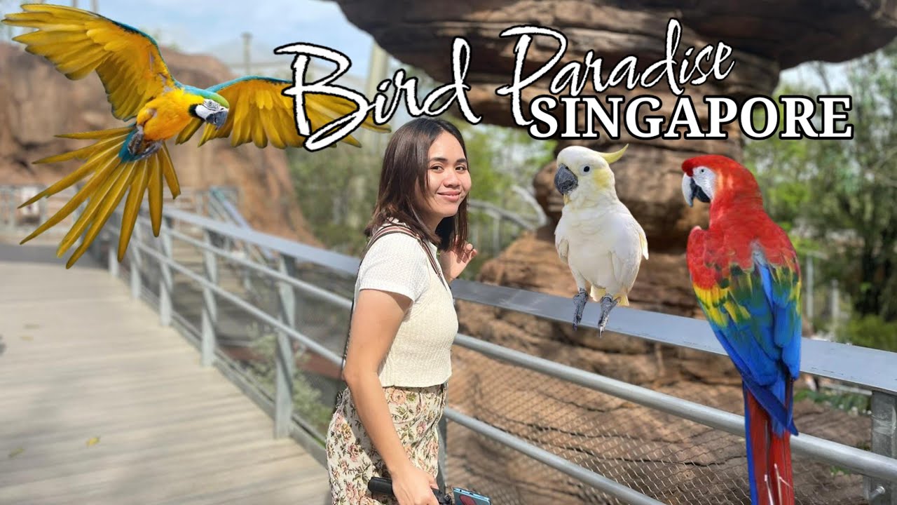 Mandai: BIRD PARADISE Singapore Walking Tour 2024 Asia's Largest Bird Park