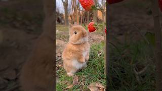 Baby Vs Soldier Animal Transform ...