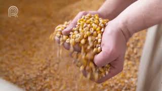 Agricultores estudam reduzir uso de fertilizantes na safra 2022/23 | Canal Rural