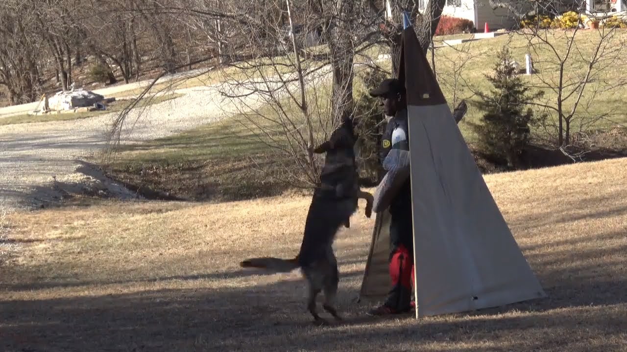 German Shepherd  High IGP 1 UScA Trial Protection 85 points