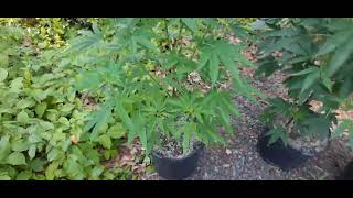 Outside plants....LetsGro!!!