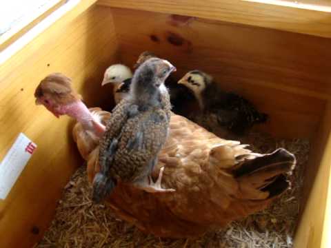 3 week old Barnevelder chicks