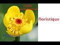 Floristique famille des nymphaeaceae