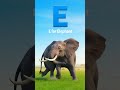 E for Elephant 🐘 | Learn Letter E | ABC for Kids | Happy Beats TV #Shorts