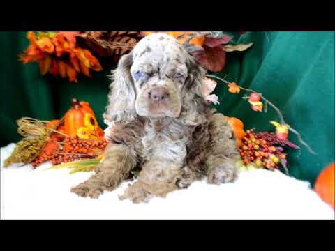Cocker Spaniel Puppies for sale **www.maryscockerhaven.com** 719-306-8118