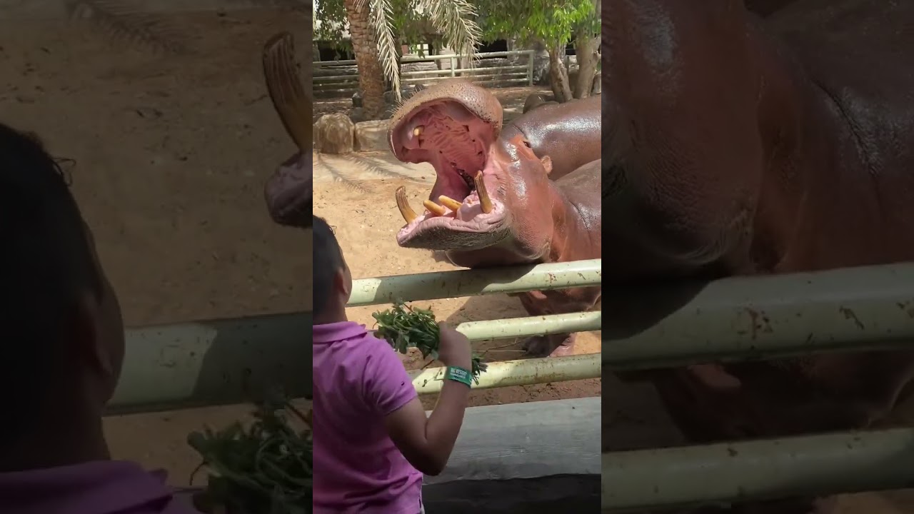Niall feeding grass to hippopotamus at Emirates park zoo Abu Dhabi