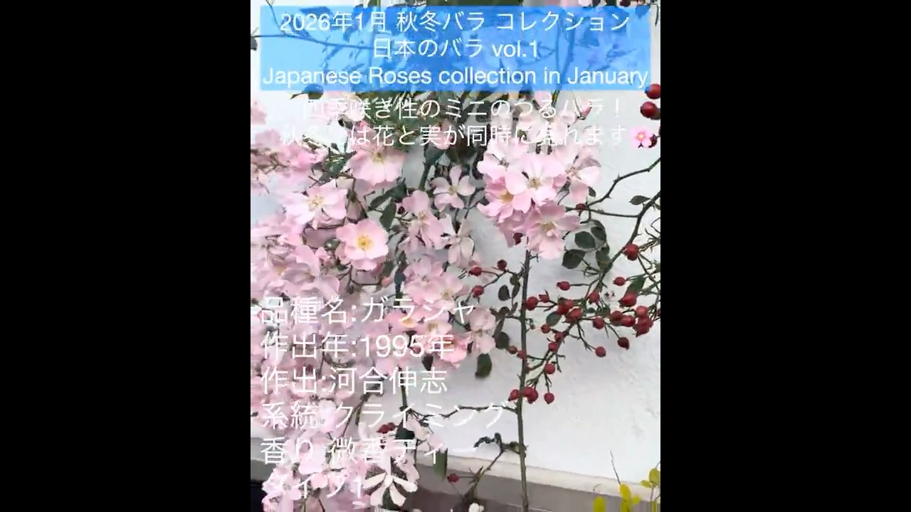 January 2026 Autumn/Winter Rose Collection Japanese Roses] Gracia