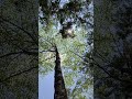 Nature 4K CINEMATIC video