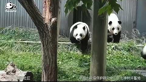 When the panda met the earthquake