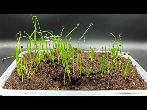 Chives From Seed Germination Time Lapse