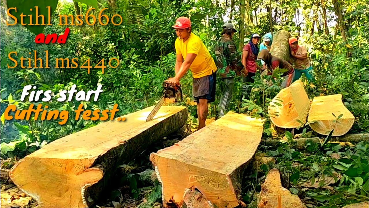 Chainsaw Performance Stihl Ms660 Vs Stihl Ms440 Cutting Jumbo Sukon chainsaw-performance-stihl-ms660-vs-stihl-ms440-cutting-jumbo-sukon