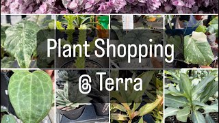 Plant Shopping @ Terra (Philodendron, Hoya, succulents & more houseplants) by lifeofbellina 2,233 views 1 month ago 24 minutes