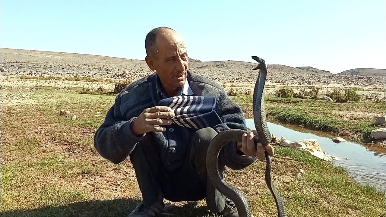 اشرس واخطر كوبرا التي خطر معها عابد العساوي نطلب من الله السلامه