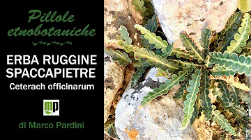 Come rompere calcoli renali?