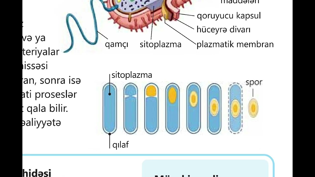 7-ci sinif Biologiya dərsliyi. Bakteriyalar