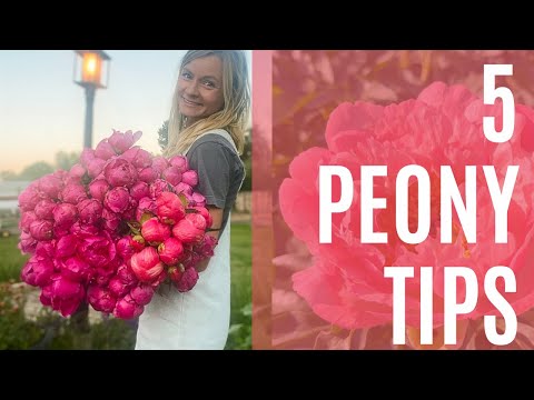 Video: Plant van rooi pioene – leer hoe om rooi pioenblomme te kweek