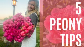 Growing peonies for cut flower production