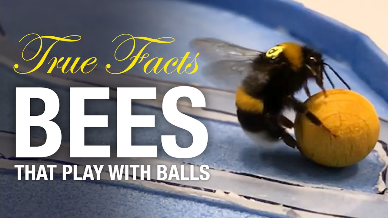 True Facts Bees That Play With Balls And Do Math