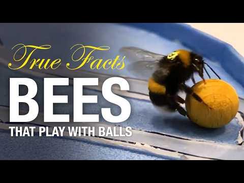 Image of True Facts: Bees That Can Do Math!