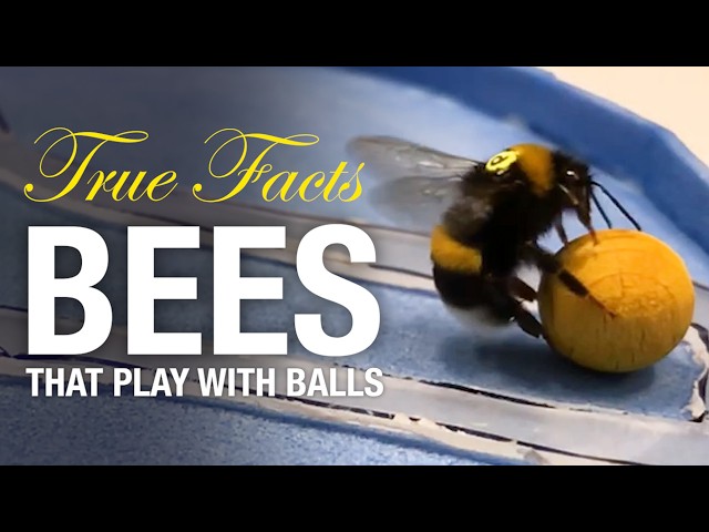 True Facts: Bees That Play With Balls And Do Math! class=