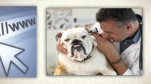 SLA Services + Visual Impact