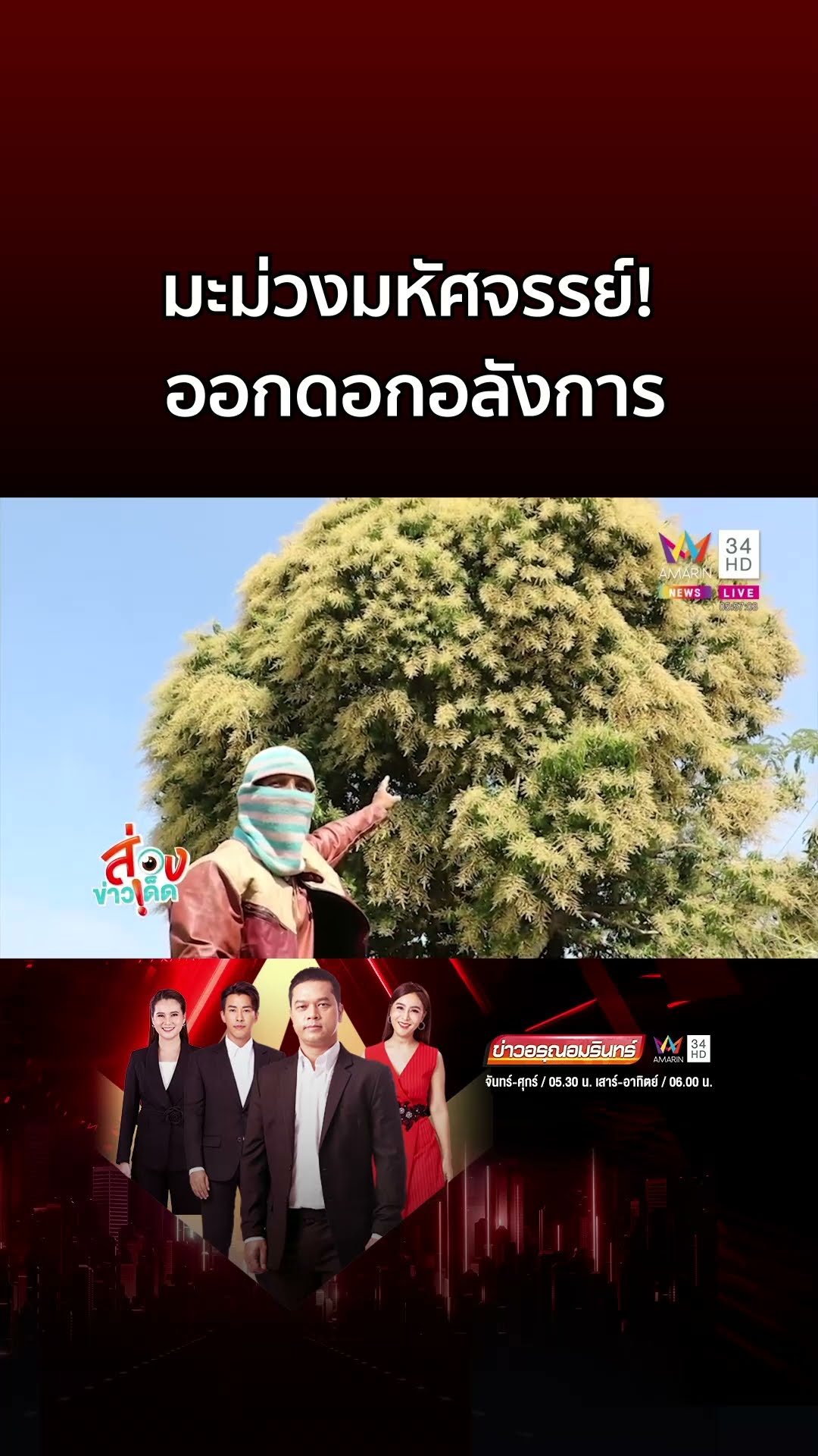 มะม่วงมหัศจรรย์! ออกดอกอลังการเกินบรรยาย | ข่าวอรุณอมรินทร์