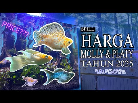 Harga Ikan Molly