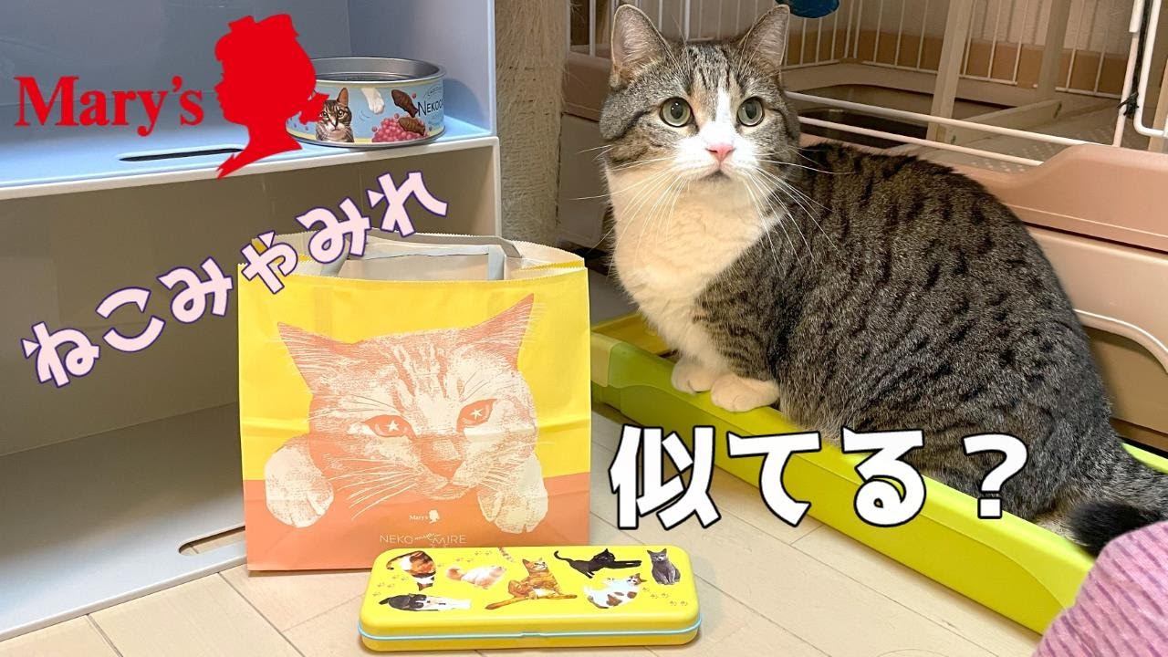 Cat design valentine chocolate - YouTube