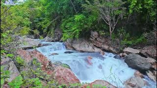 Peaceful Forest Stream Sounds for 24 Hours🌿 Relaxing Water Ambiance for Sleep, Relaxation, and Calm