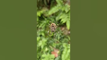 Spider 🕷️ building it