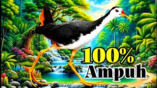 SUARA BURUNG RUAK-RUAK ASLI AMPUH SUARA JERNIH TERBUKTI DATANG 