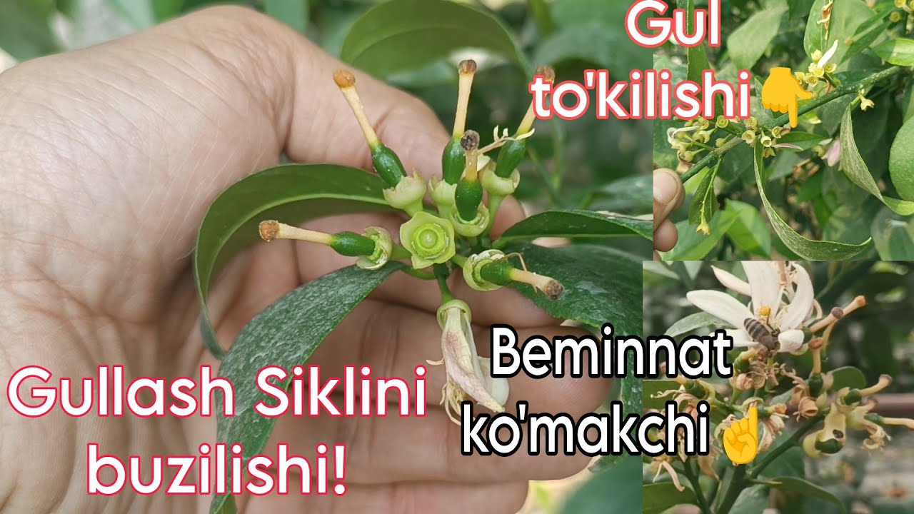 Gullash Siklini buzilishi! Beminnat ko'makchi! Agranomlik xizmati.Namlik me'yori barchasi videoda...