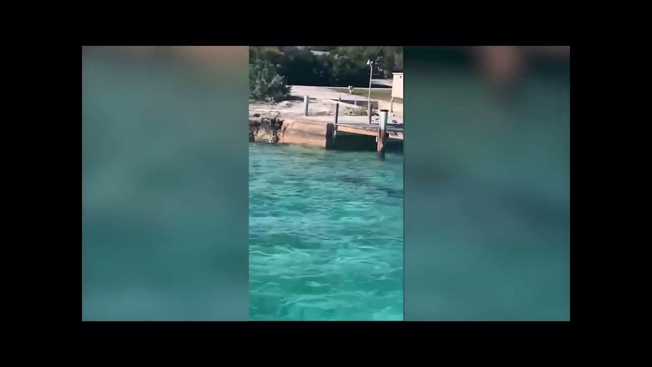 Exhuma Water Sports Bahamas 🐕 A dog jumps in the water and attacks a 12