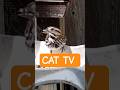 Cat TV 😻 Animals in my Yard #shorts