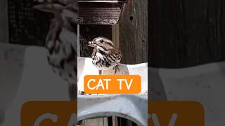 Cat TV 😻 Animals in my Yard #shorts