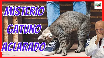 ¿Por qué me sigue mi gato cuando salgo de casa?