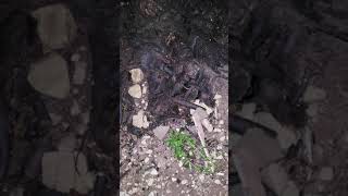 SNAIL HUNT GONE... WRONG??--asmr soft talking with natural rain sounds screenshot 1