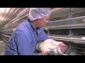 Join us on a tour of our Canby, Oregon egg farm