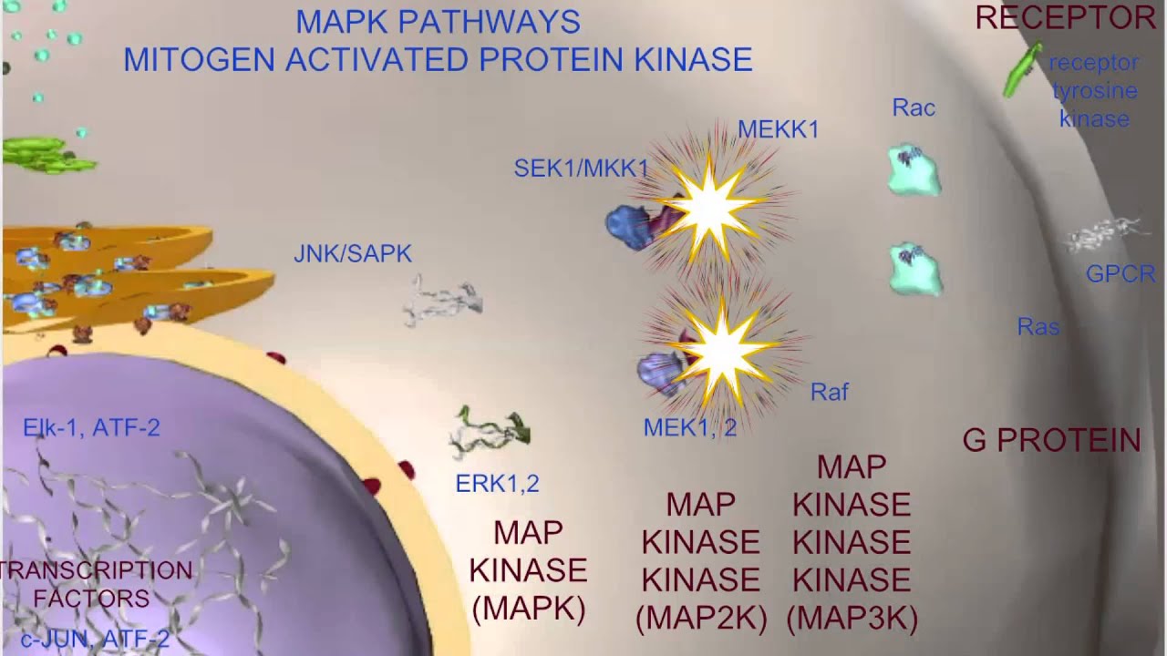 HD Wallpaper » Map Kinase Pathway