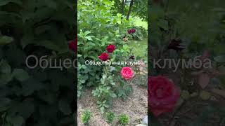 Общественная клумба . Розы и гортензии . # #цветы #садоводничество #дача #цветыдлядома #rose #сад