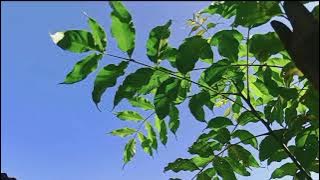 Ashetic|Cinematic video Siang hari Story'wa Fyp lah