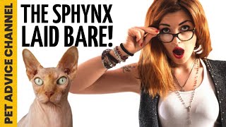 Bringing home a sphynx cat - 6 things to know