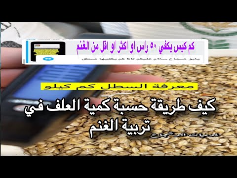 طريقة حساب كمية الشعير والعلف في تربية الاغنام و كمية العلف يومي ا و كم كيس شعير و حساب احتياج الغنم