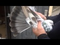 Торцовые Николаевские голуби
