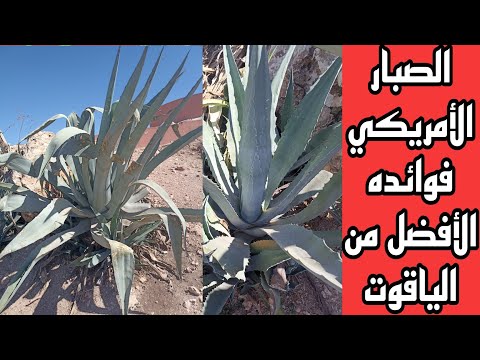 الصبار الأمريكي سحر في فوائده الأفضل من الياقوت والذهب أغاف أمريكي