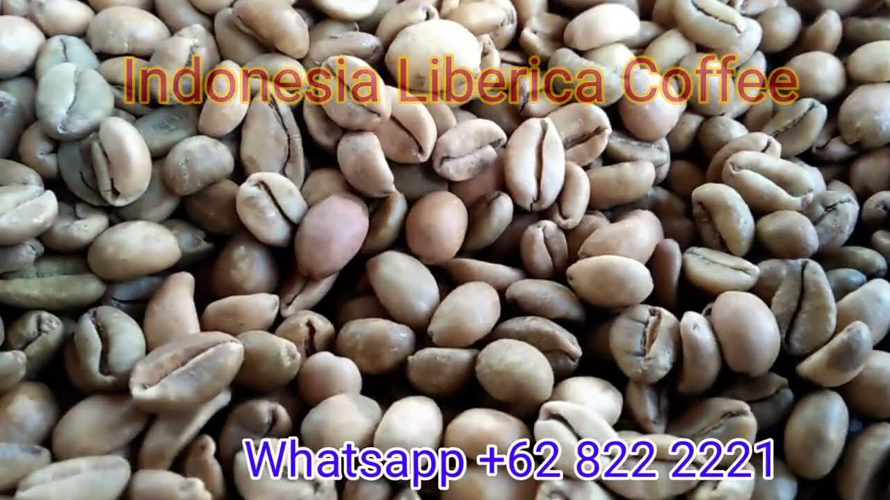 Excelsa Coffee Tree - We Coffee Supplier From Indonesia Whatsapp +62822 2221 1225